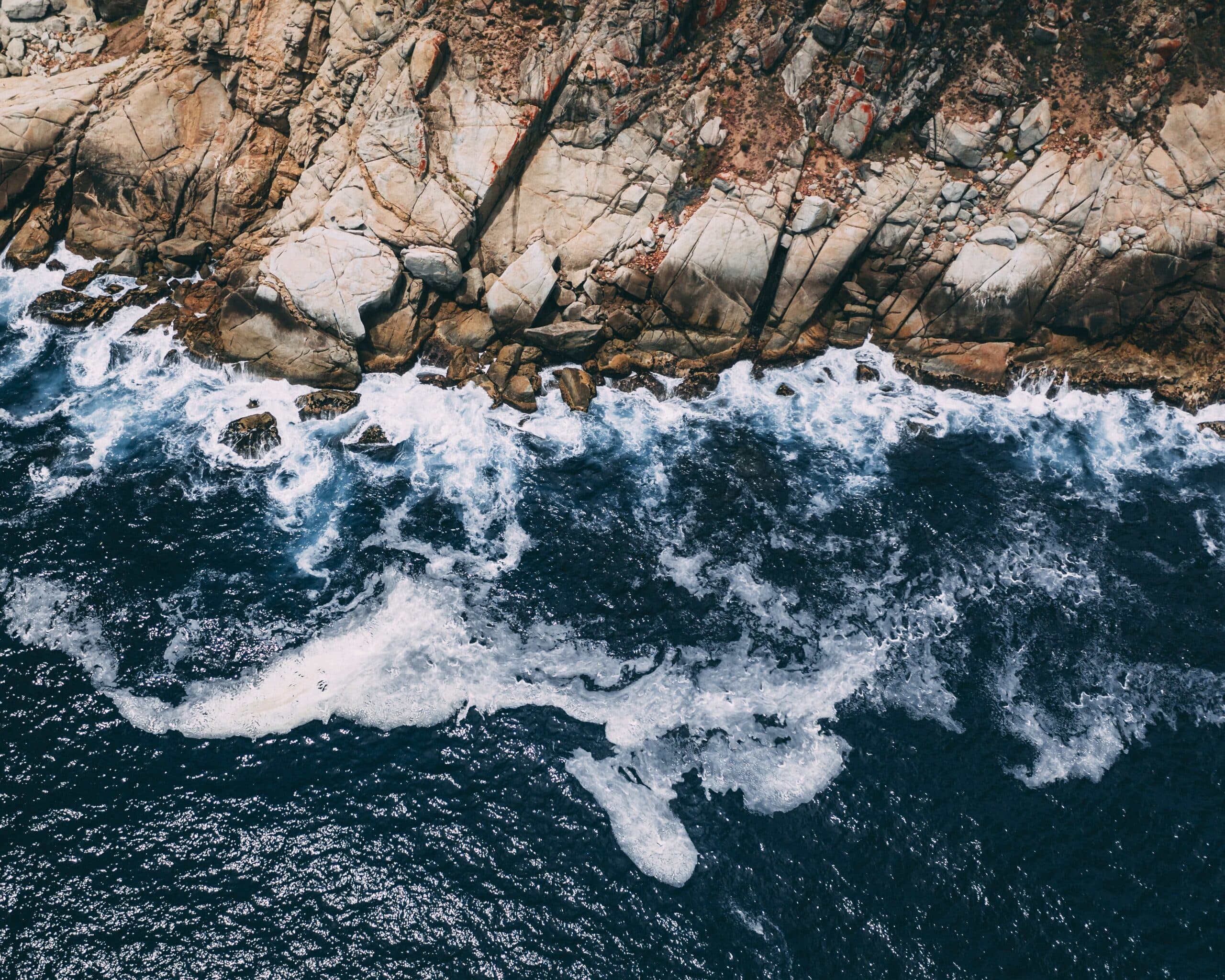 Lush tropical forest