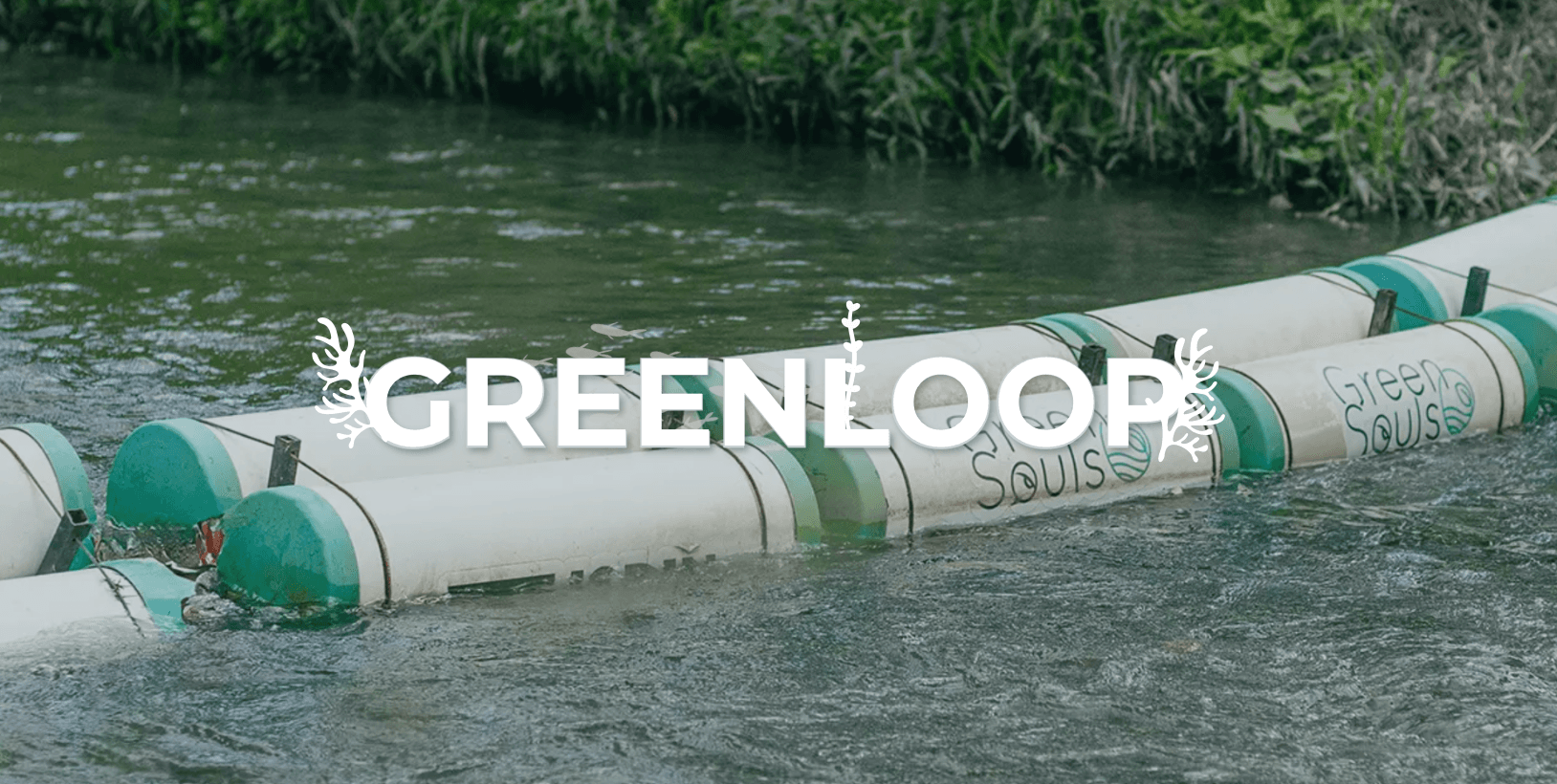 Hands holding green plant